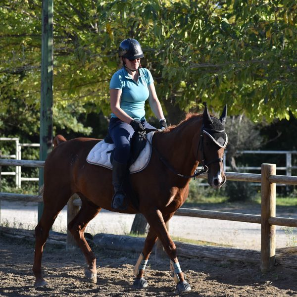 Demi-pension à cheval - Centre Équestre Salonais - Équitation à Salon de Provence