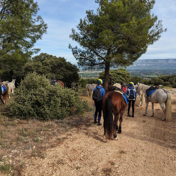 Balade dans les Alpilles au départ du Centre Équestre Salonais - Équitation de loisirs à Salon de Provence